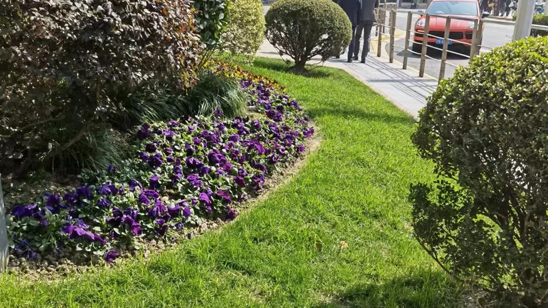 北方道路绿化带常用灌木品种
