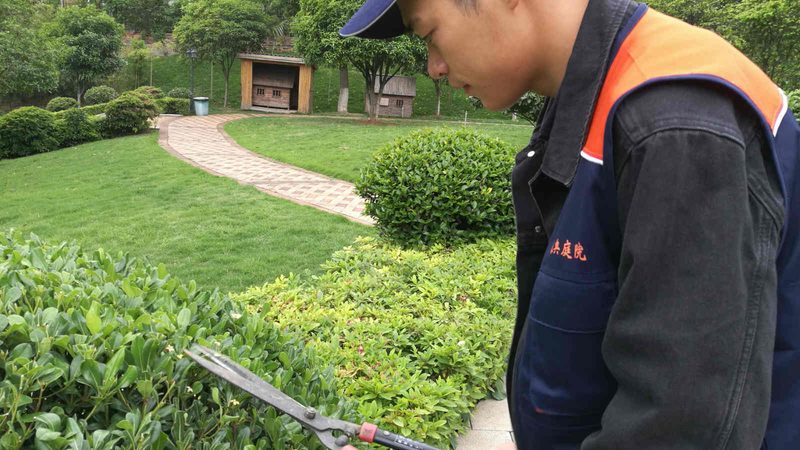 小区绿化植物选择：避开这些误区，打造宜居环境**