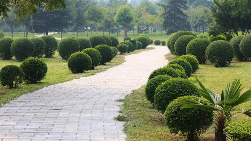 庭院观赏苗木种植流程全解析