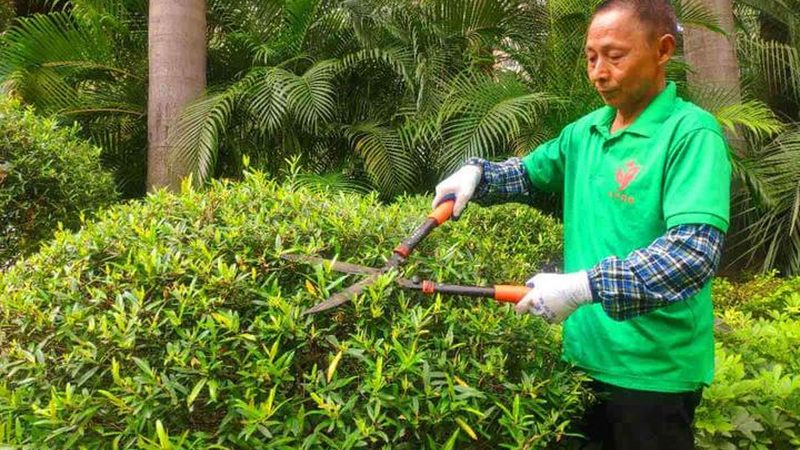 立体绿化，为城市增添一抹绿色**