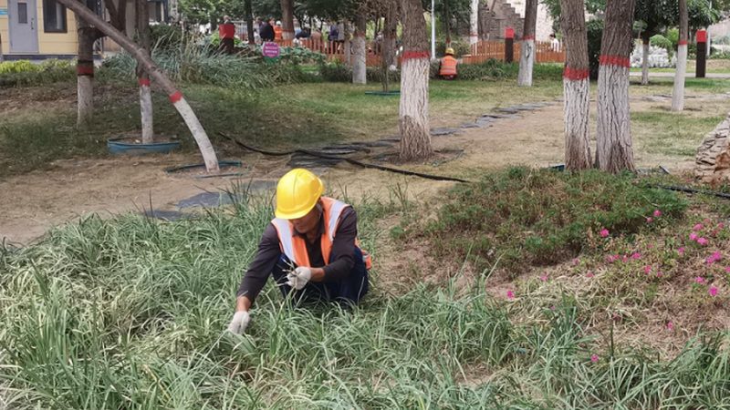 小区绿化草坪公司推荐