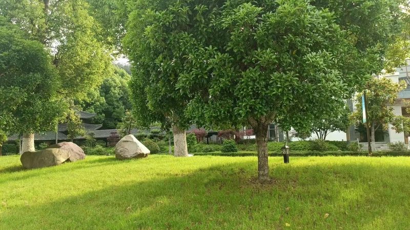 苗木种植成本解析：价格背后的考量因素**